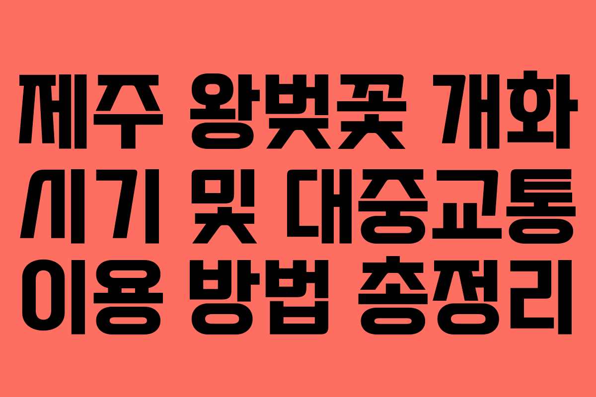 제주 왕벚꽃 개화 시기 및 대중교통 이용 방법 총정리