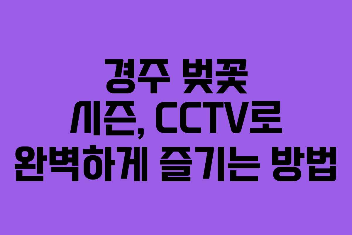 경주 벚꽃 시즌, CCTV로 완벽하게 즐기는 방법