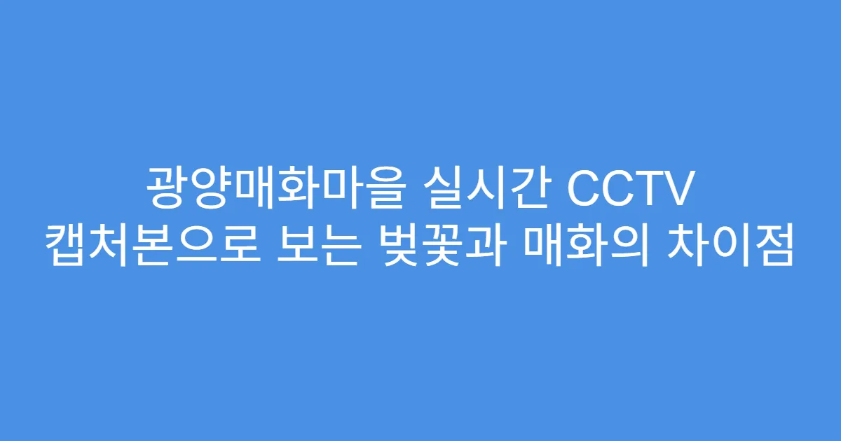 광양매화마을 실시간 CCTV 캡처본으로 보는 벚꽃과 매화의 차이점