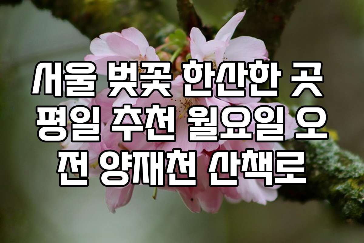 서울 벚꽃 한산한 곳 평일 추천 월요일 오전 양재천 산책로