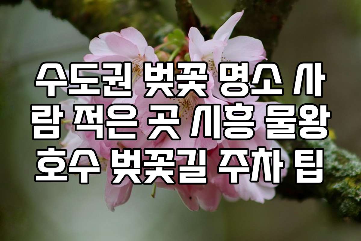 수도권 벚꽃 명소 사람 적은 곳 시흥 물왕호수 벚꽃길 주차 팁