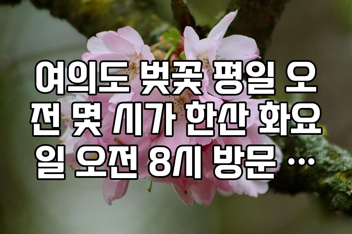 여의도 벚꽃 평일 오전 몇 시가 한산 화요일 오전 8시 방문 후기