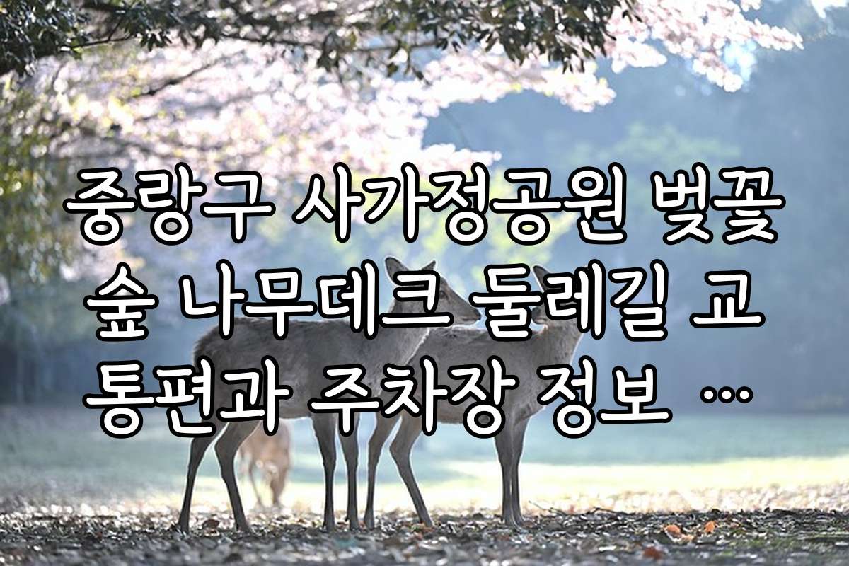 중랑구 사가정공원 벚꽃숲 나무데크 둘레길 교통편과 주차장 정보 상세 안내