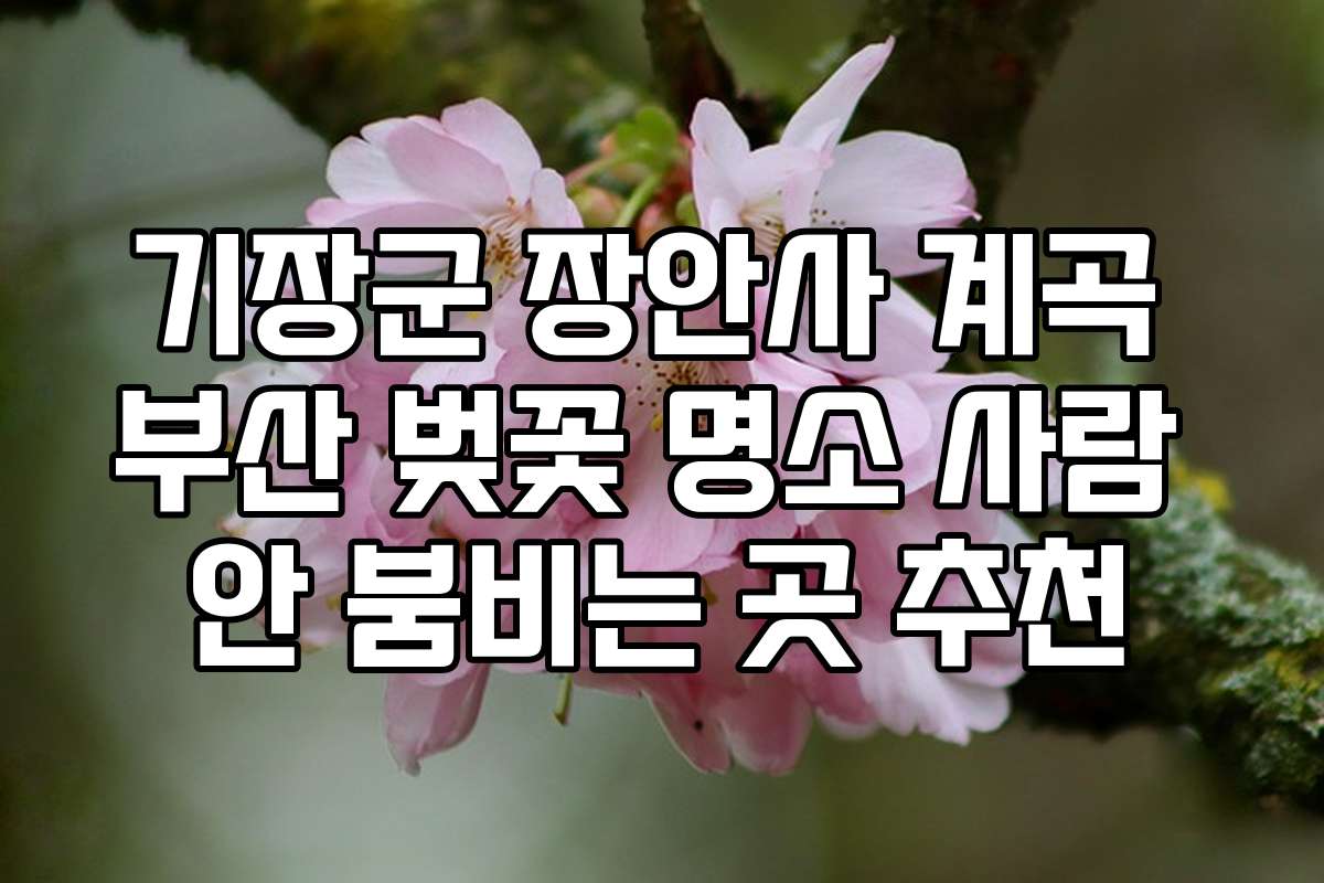 기장군 장안사 계곡 부산 벚꽃 명소 사람 안 붐비는 곳 추천