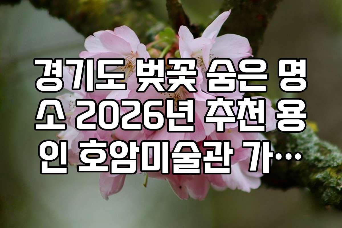 경기도 벚꽃 숨은 명소 2026년 추천 용인 호암미술관 가실벚꽃