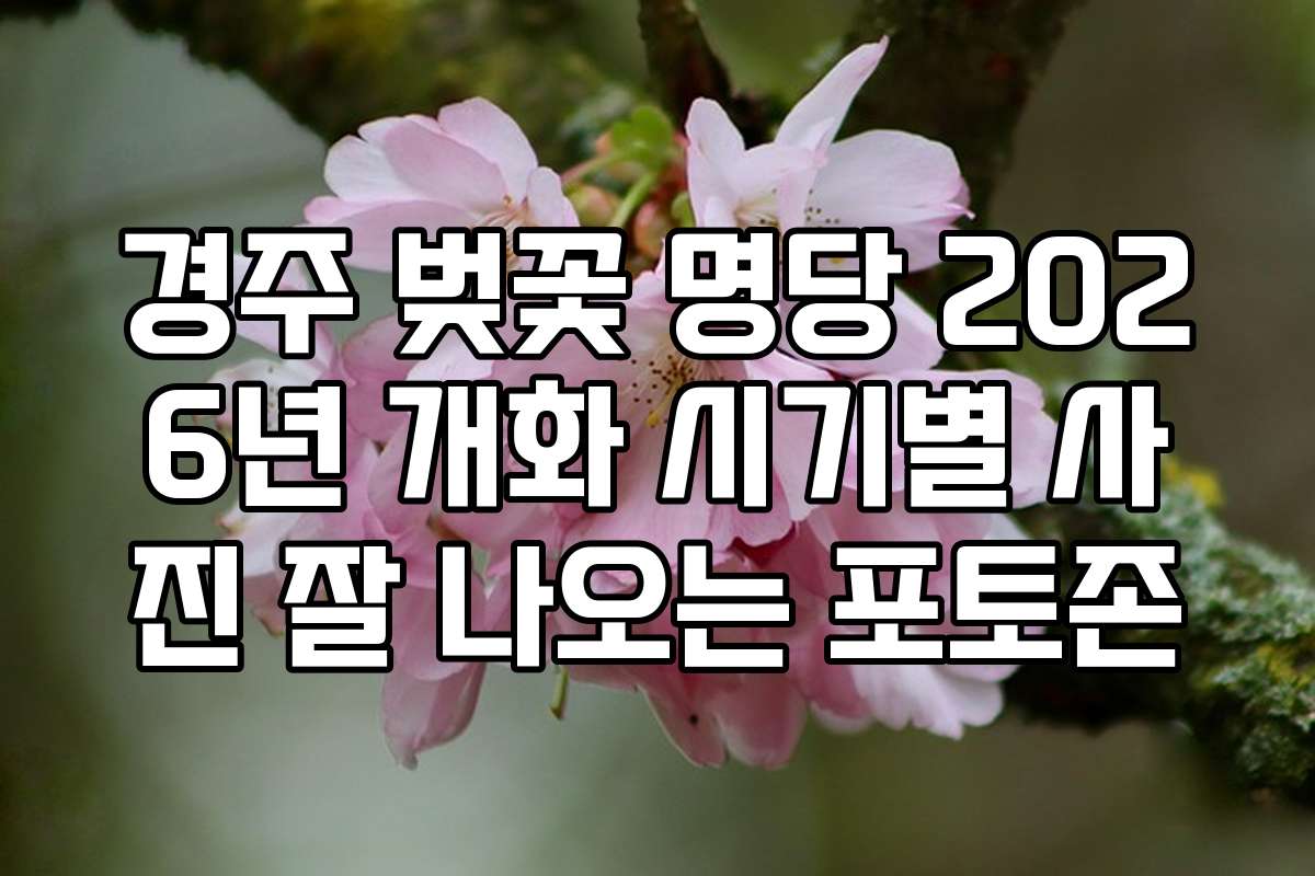 경주 벚꽃 명당 2026년 개화 시기별 사진 잘 나오는 포토존