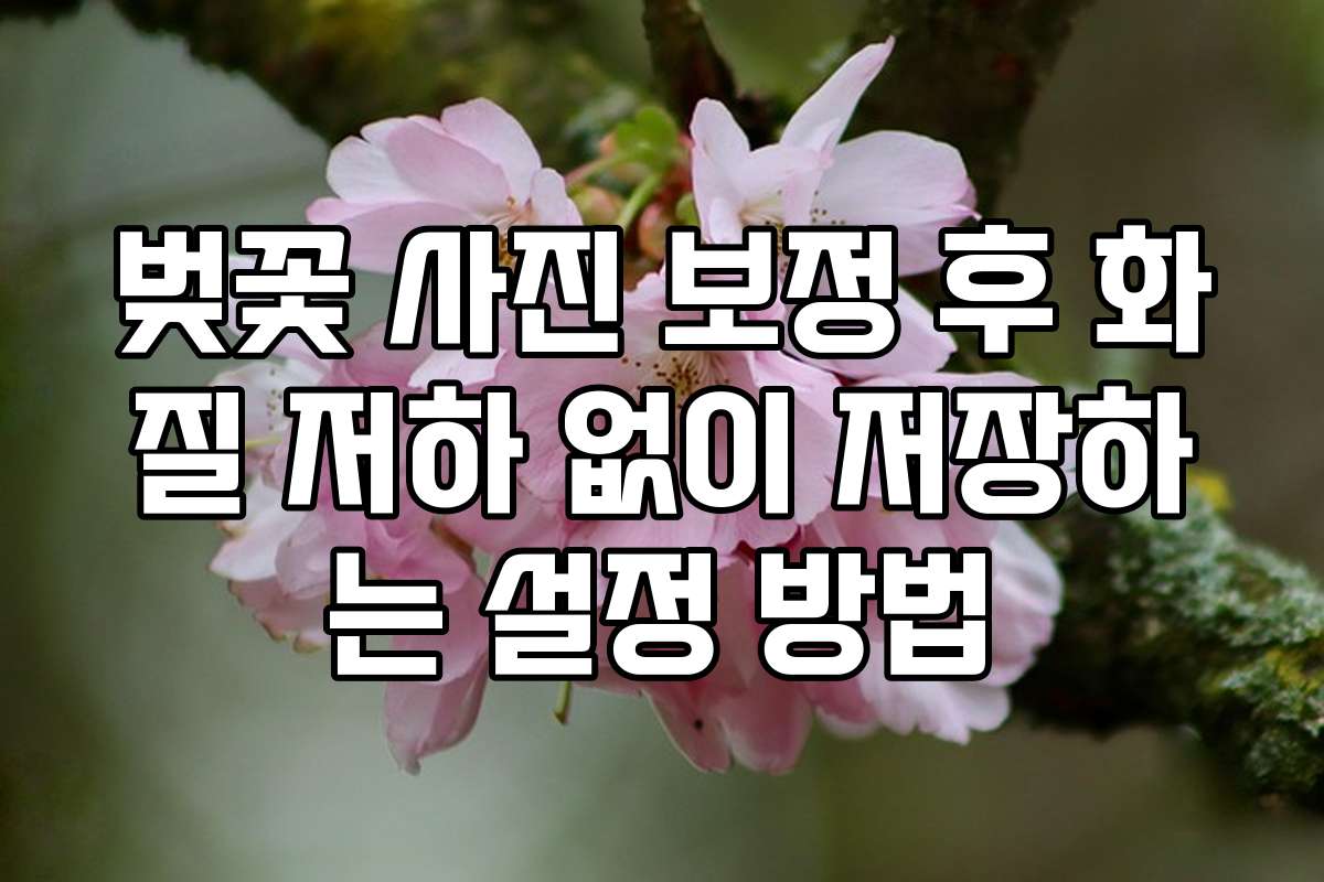 벚꽃 사진 보정 후 화질 저하 없이 저장하는 설정 방법