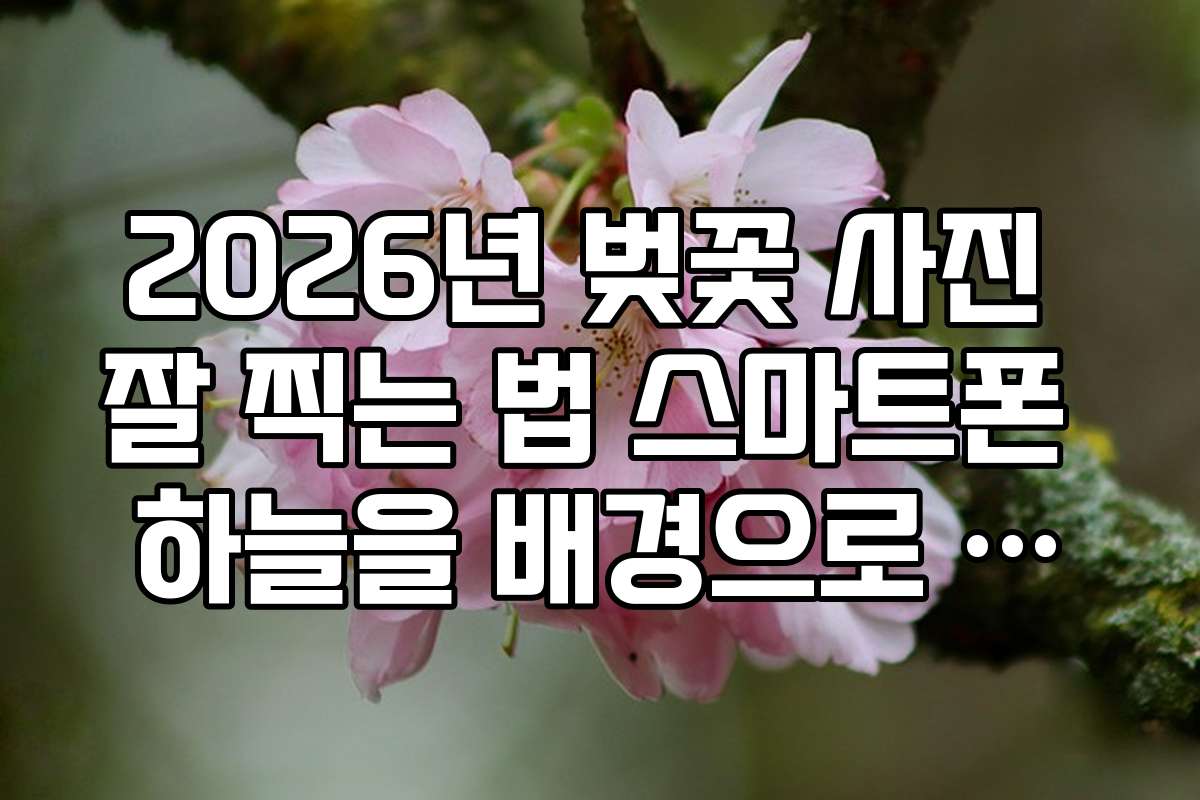 2026년 벚꽃 사진 잘 찍는 법 스마트폰 하늘을 배경으로 찍는 로우 앵글