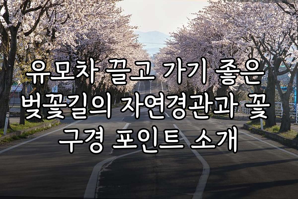 유모차 끌고 가기 좋은 벚꽃길의 자연경관과 꽃 구경 포인트 소개
