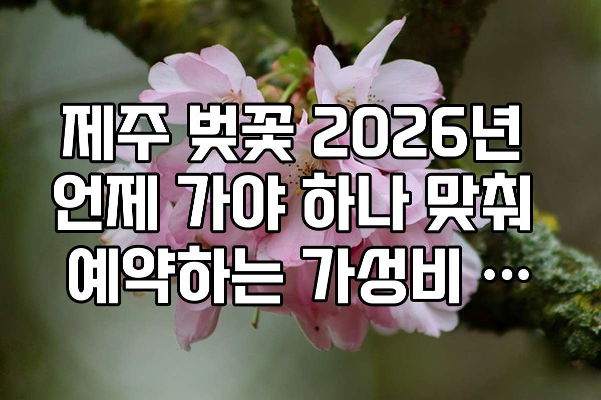 제주 벚꽃 2026년 언제 가야 하나 맞춰 예약하는 가성비 렌터카