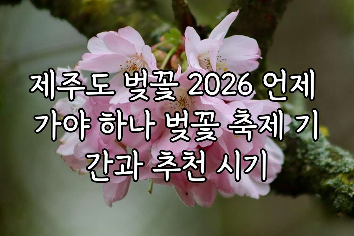 제주도 벚꽃 2026 언제 가야 하나 벚꽃 축제 기간과 추천 시기