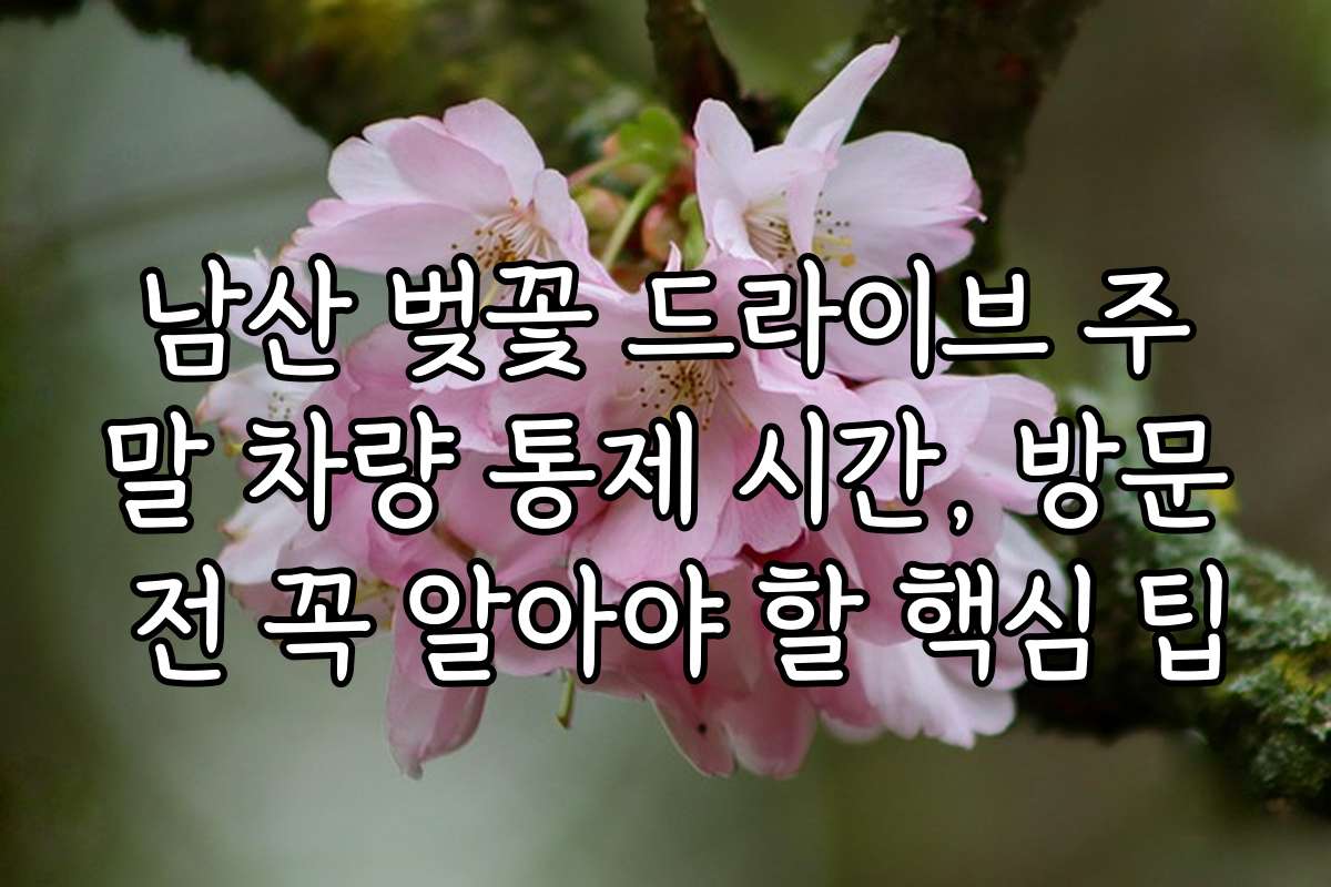 남산 벚꽃 드라이브 주말 차량 통제 시간, 방문 전 꼭 알아야 할 핵심 팁