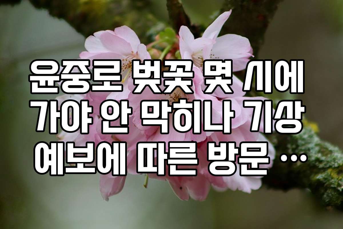 윤중로 벚꽃 몇 시에 가야 안 막히나 기상 예보에 따른 방문 시간 조정