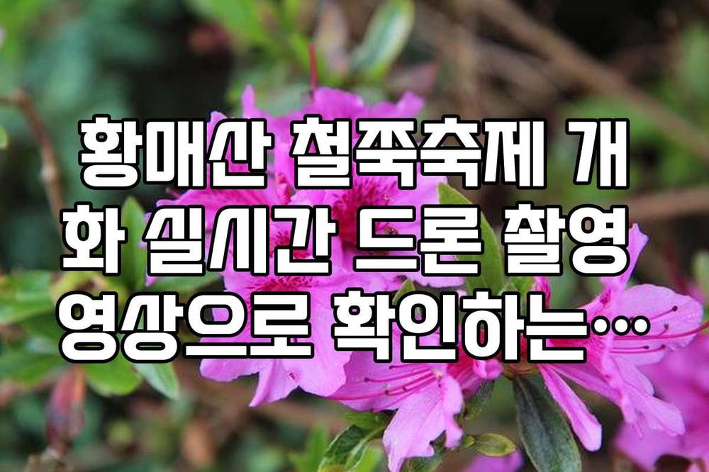 황매산 철쭉축제 개화 실시간 드론 촬영 영상으로 확인하는 만개 포인트